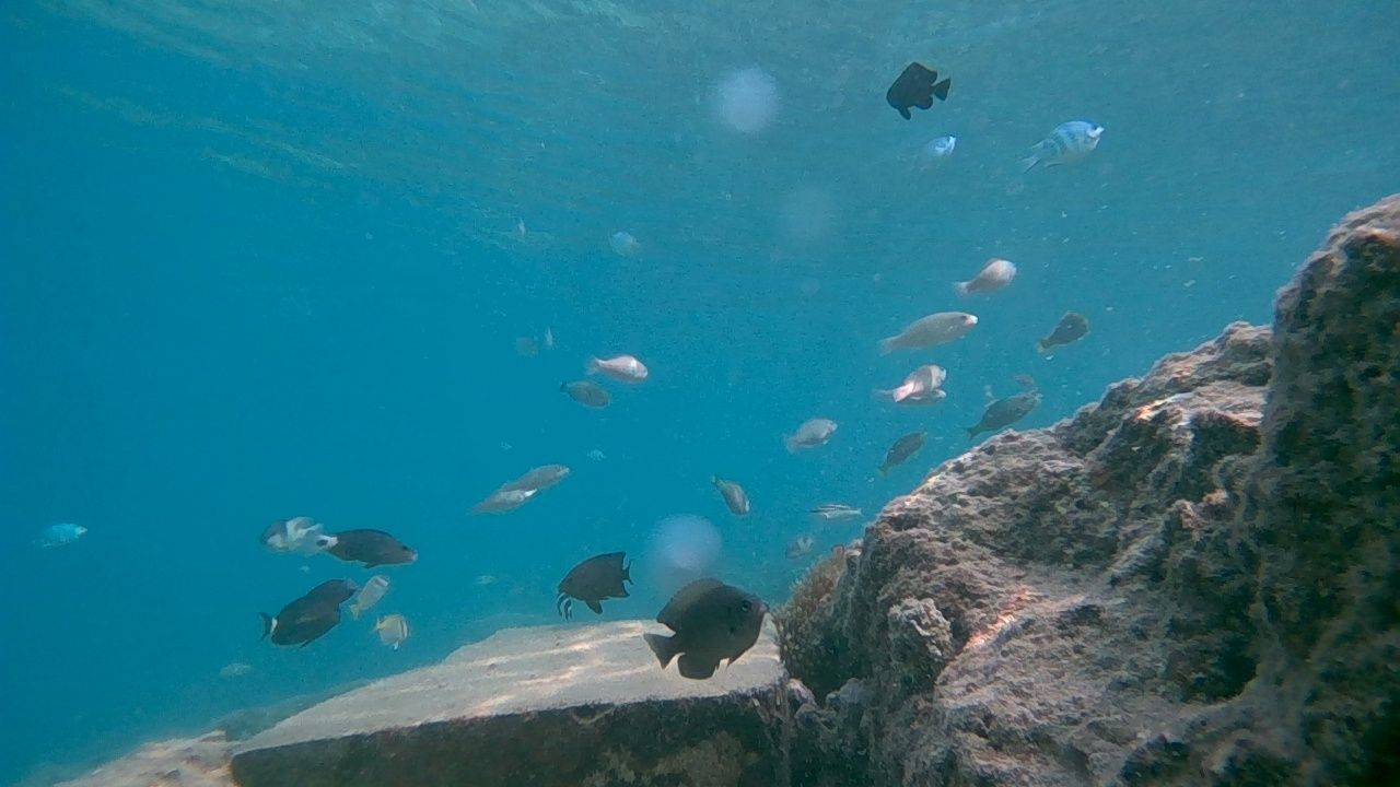 Underwater coastal image